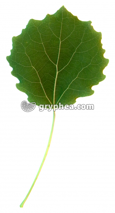 Peuplier tremble - Feuille (Populus tremula) - gryphea.org